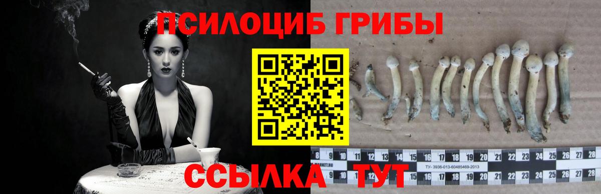 Галлюциногенные грибы Psilocybine cubensis Томск